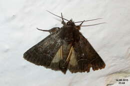 Image of straw underwing