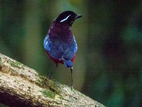 Image of Black-crowned Pitta