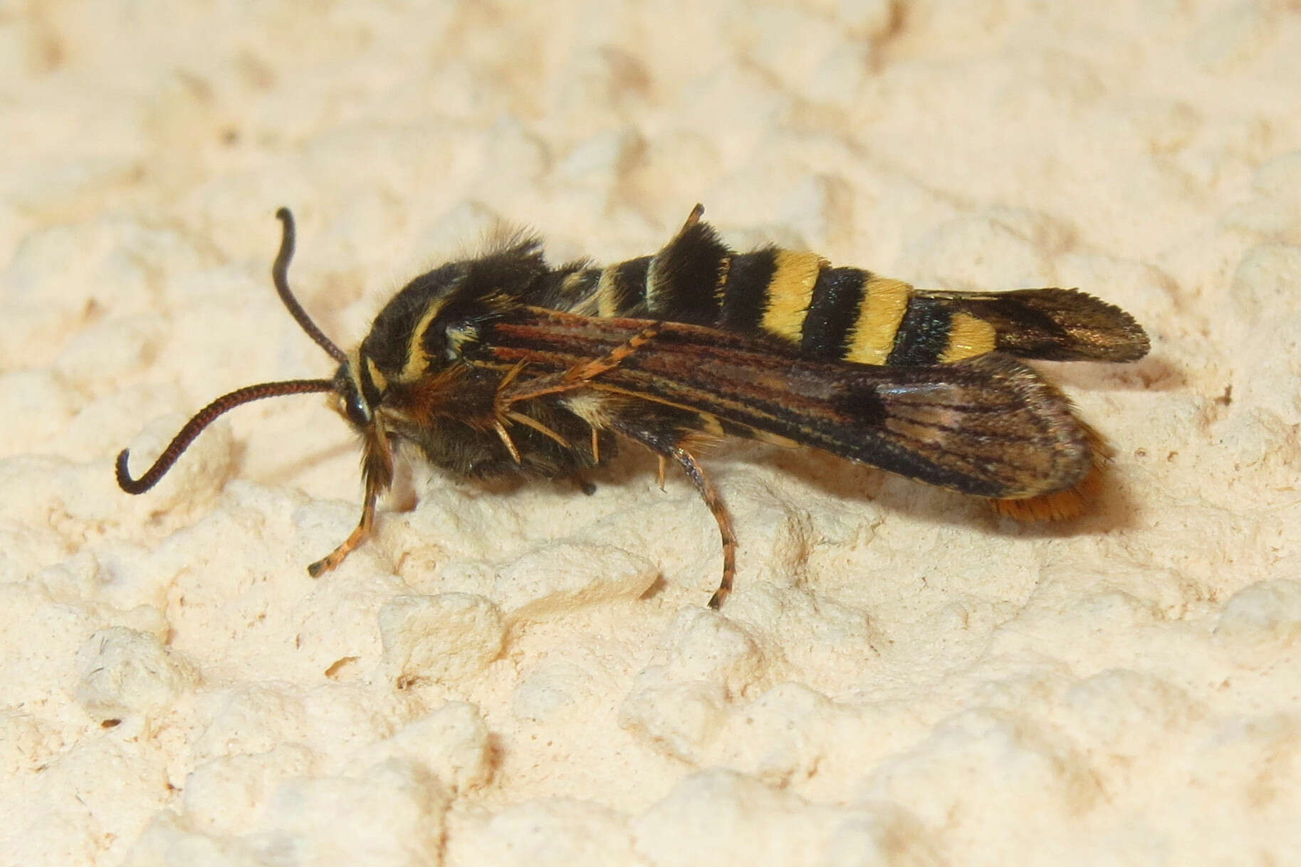 Image of Raspberry Clearwing