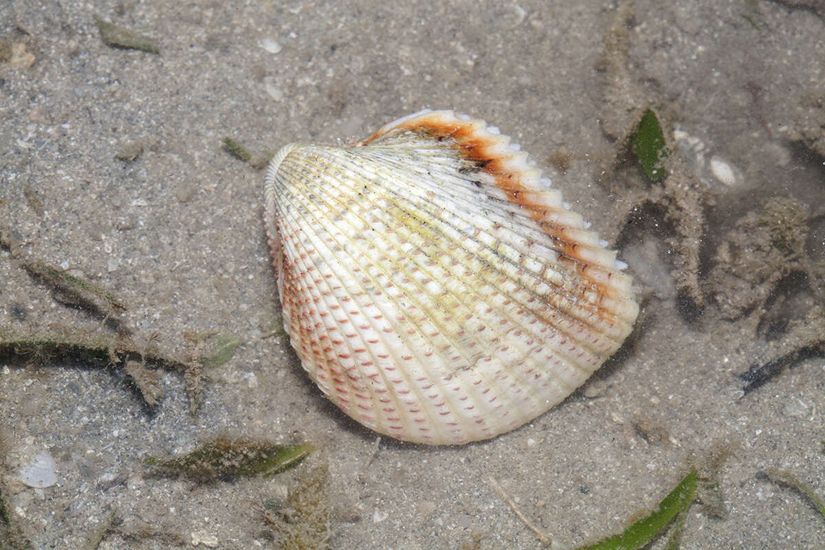 Image of strawberry cockle