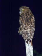 Image of Buffy Fish Owl