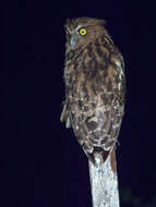 Image of Buffy Fish Owl