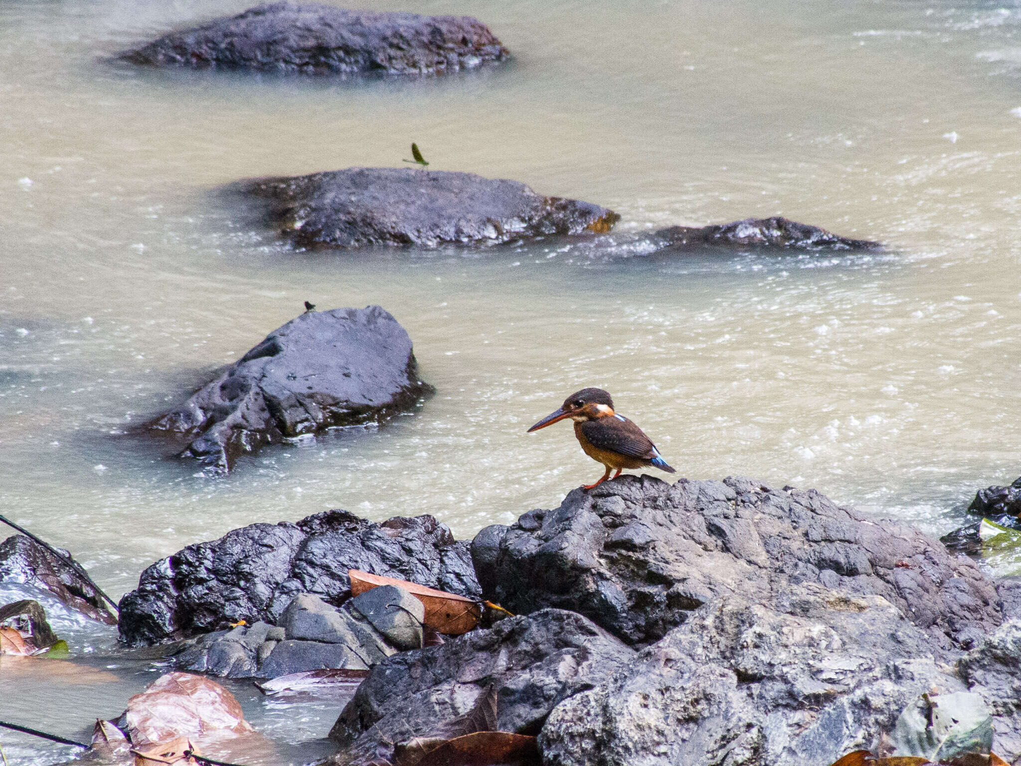 Image of Blue-banded Kingfisher