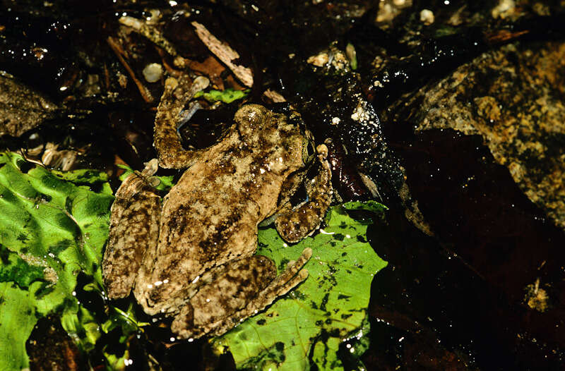 Image of Matuda’s Spikethumb Frog