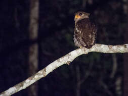 Image of Barred Eagle-Owl