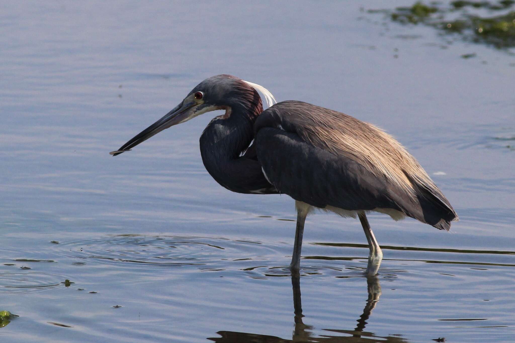 Image de Egretta tricolor ruficollis Gosse 1847