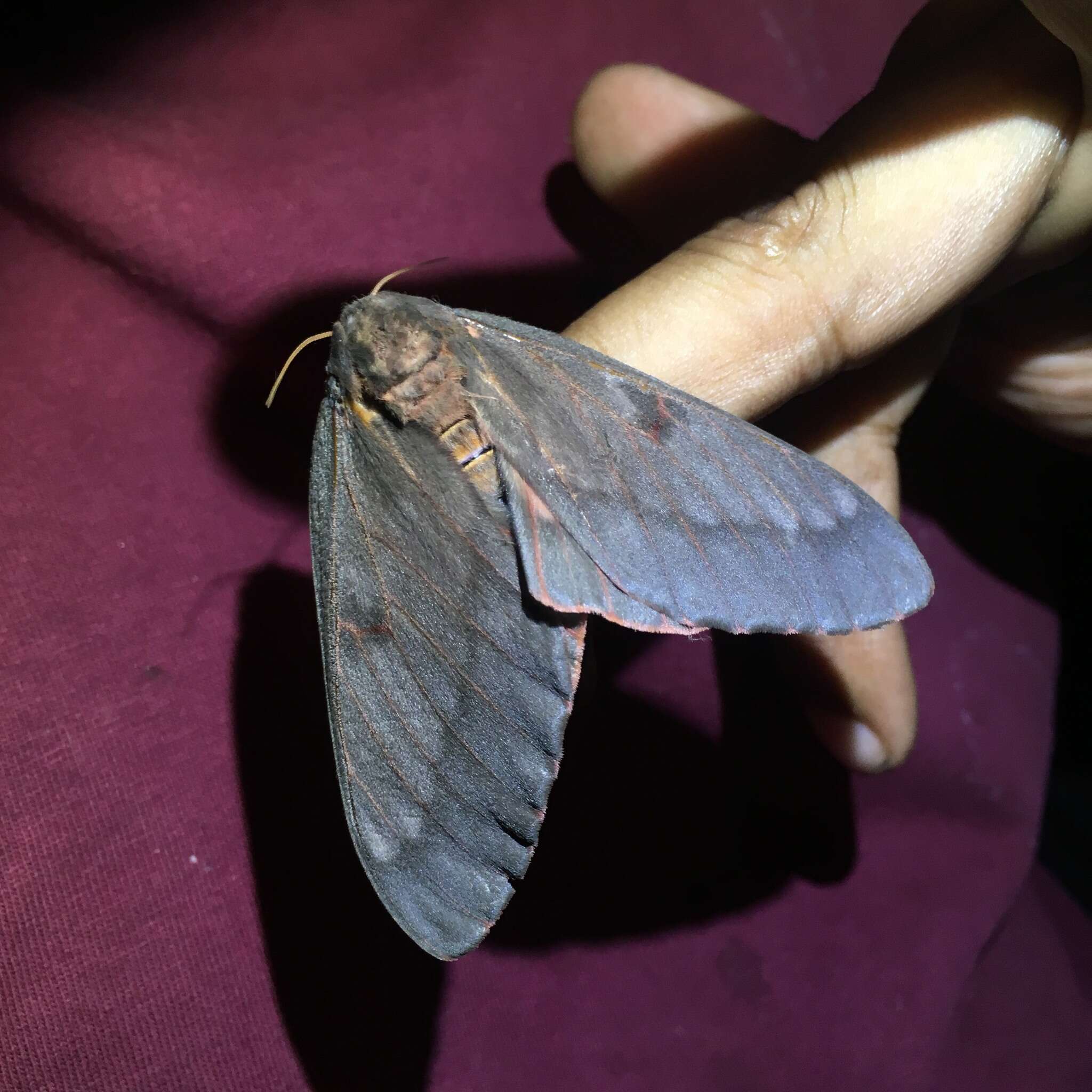 Image of Pine Devil Moth