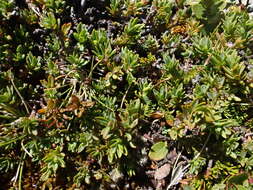 Image of Pimelea oreophila subsp. lepta C. J. Burrows