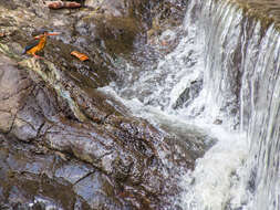 Image of Blue-banded Kingfisher