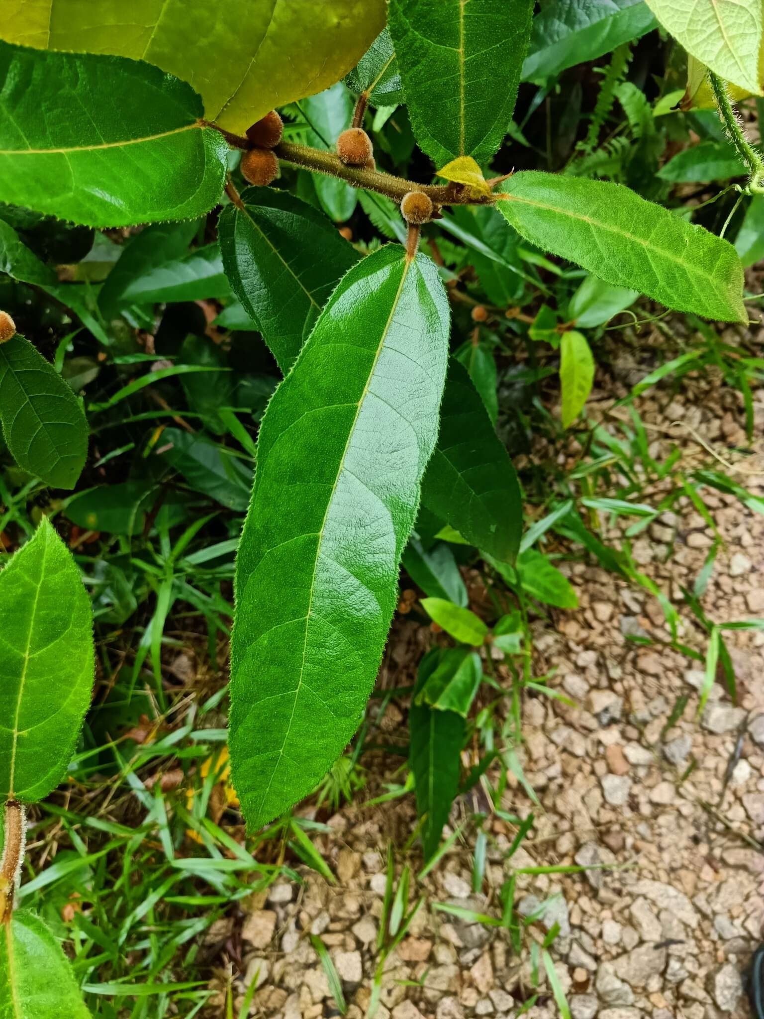 Image of Ficus aurata (Miq.) Miq.