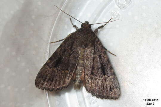 Image of copper underwing