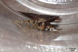 Image of copper underwing