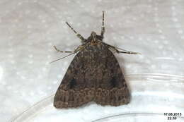 Image of copper underwing