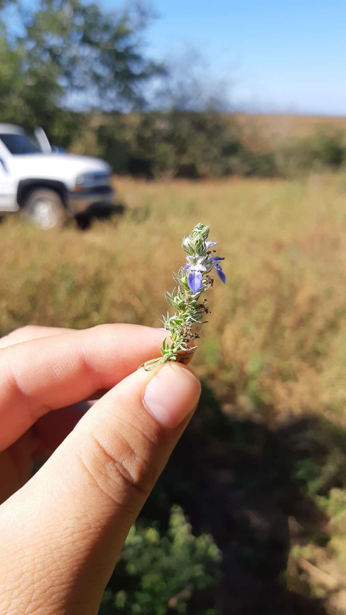 Teucrium cubense Jacq. resmi