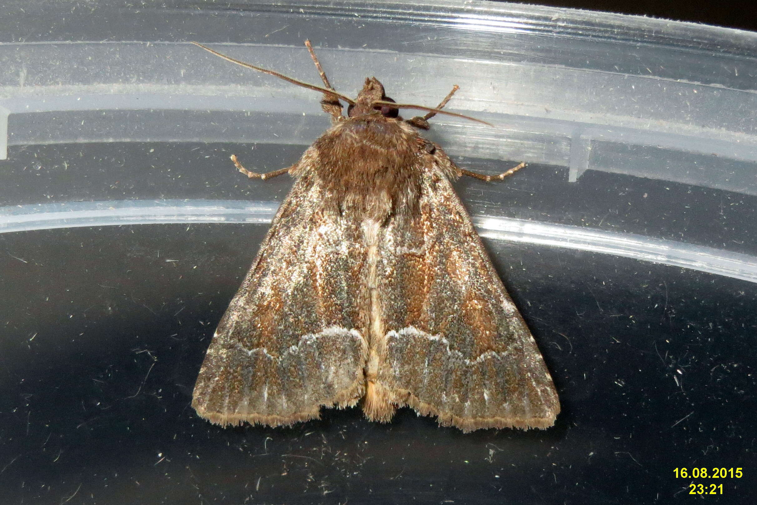 Image of straw underwing