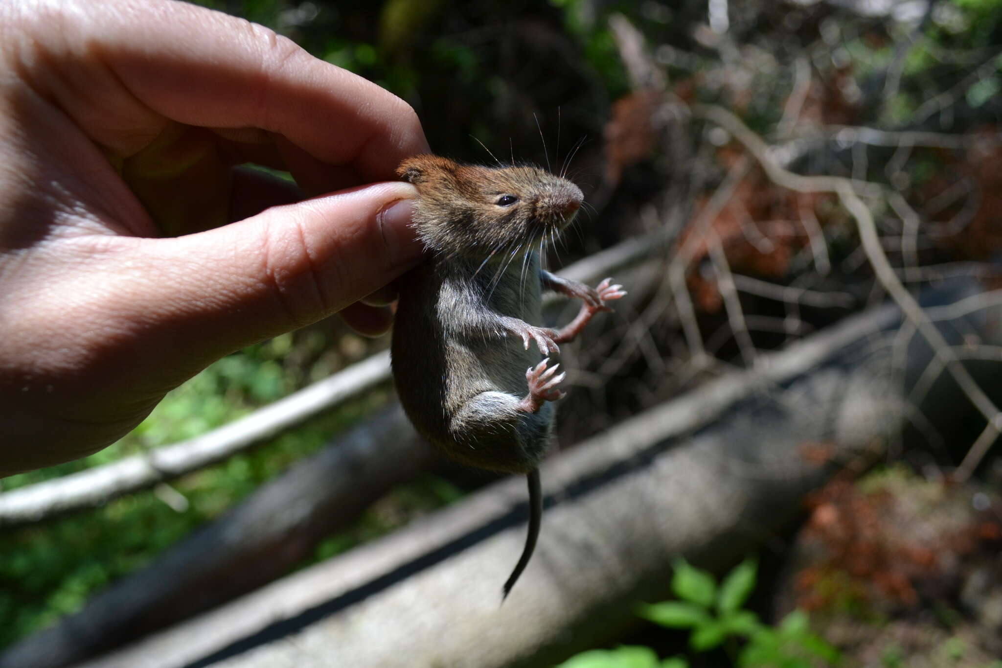 Image of Revillagigedo Island Red-backed Vole