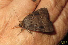 Image of copper underwing