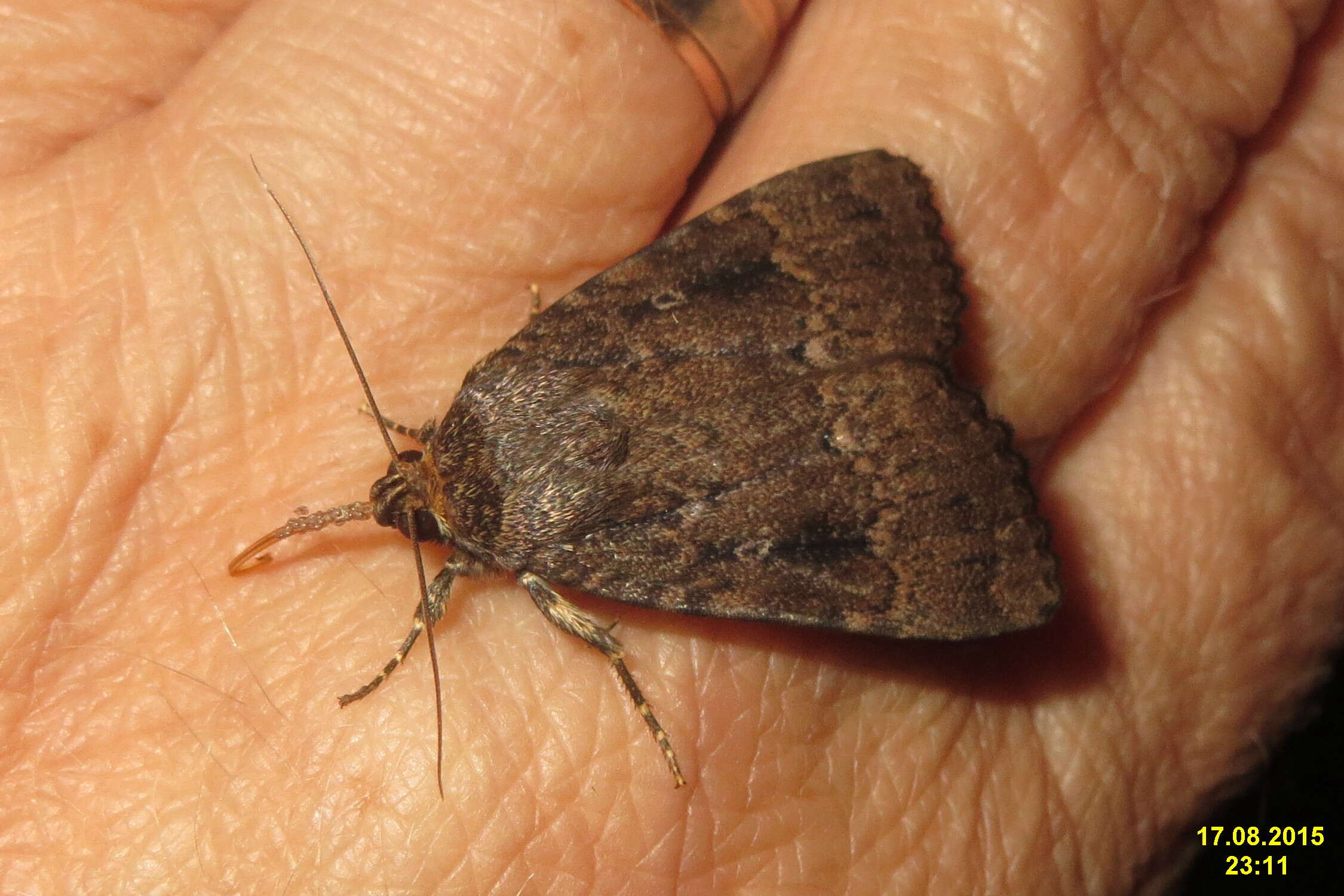 Image of copper underwing