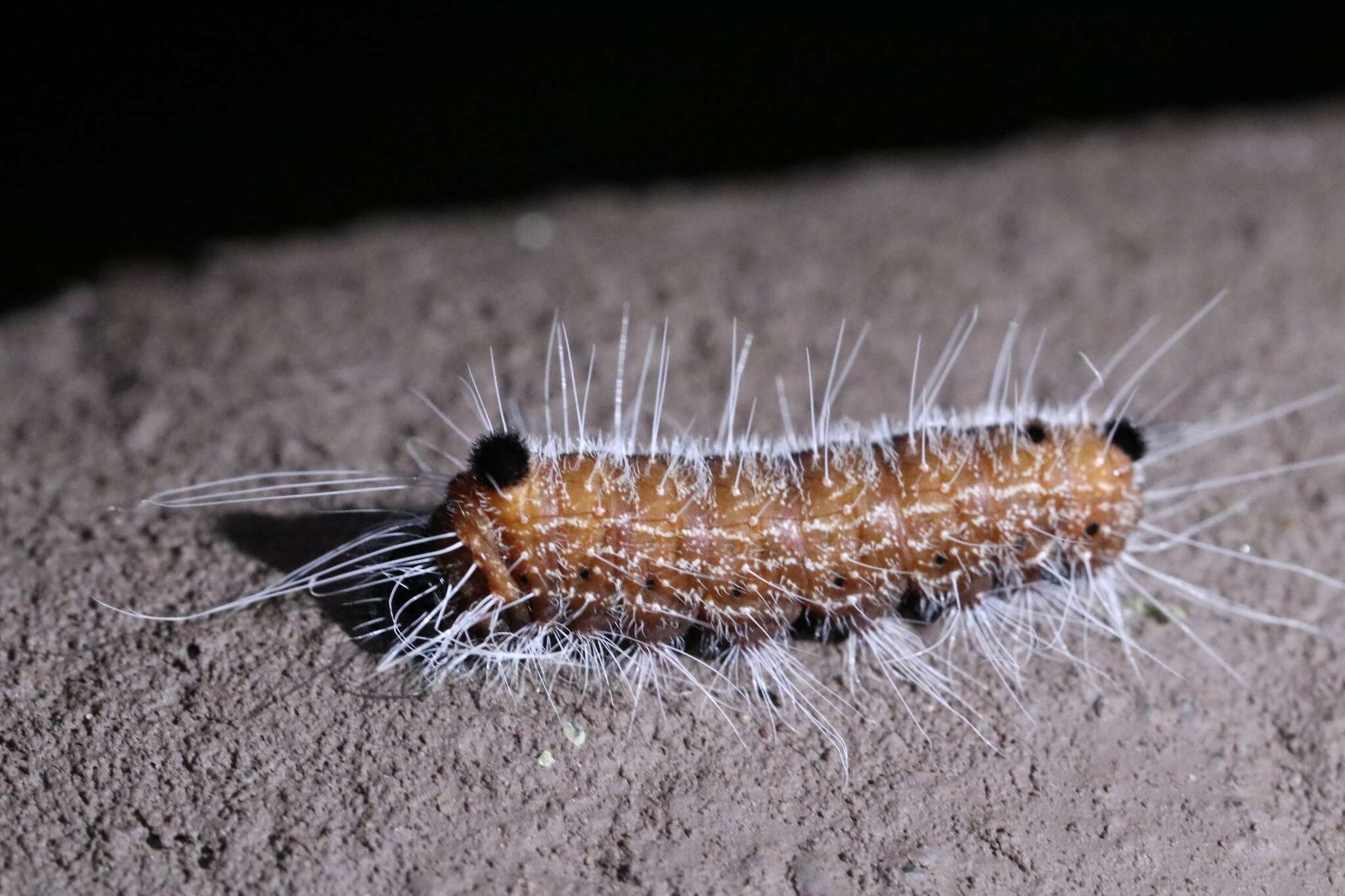 Image of Acronicta pruinosa Guenée 1852