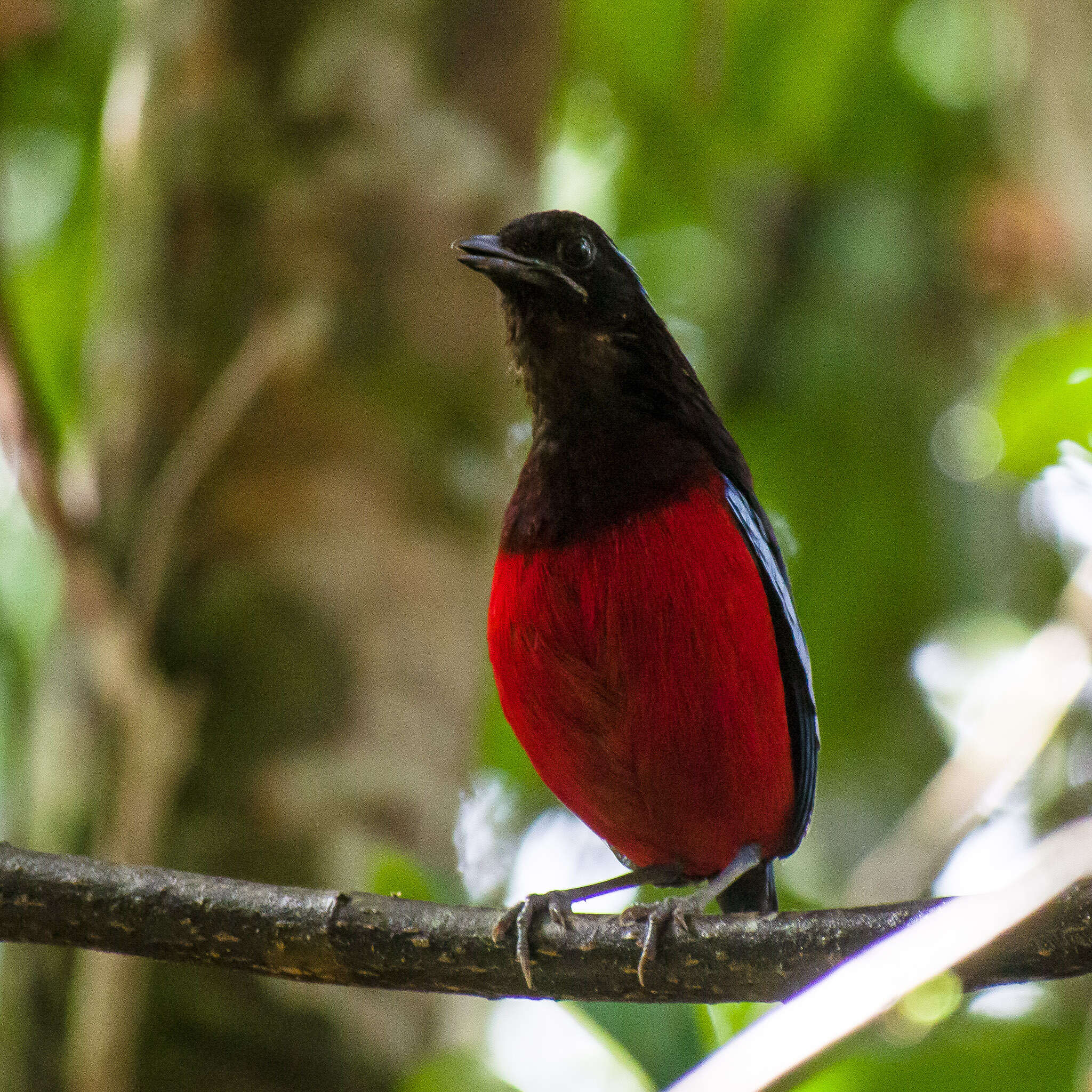 Image of Black-crowned Pitta