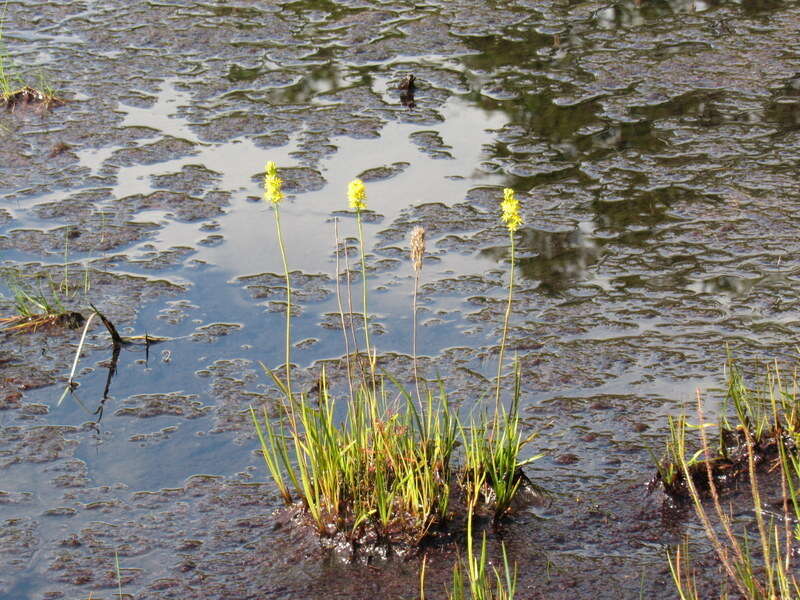 Image of yellow asphodel