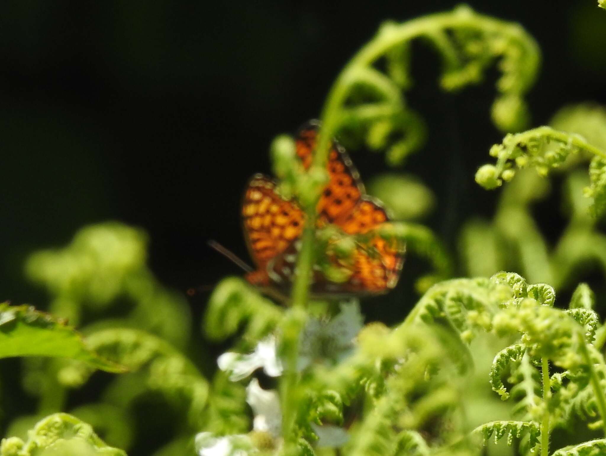 Image of Atlantis Fritillary