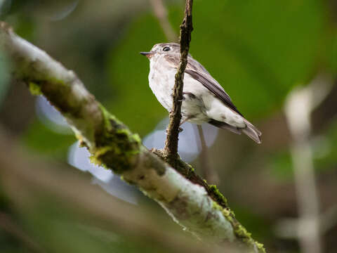 Image of Dark-sided Flycatcher