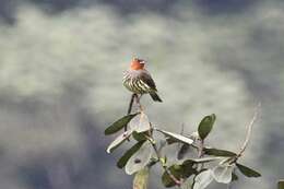 Image of Chestnut-crested Cotinga