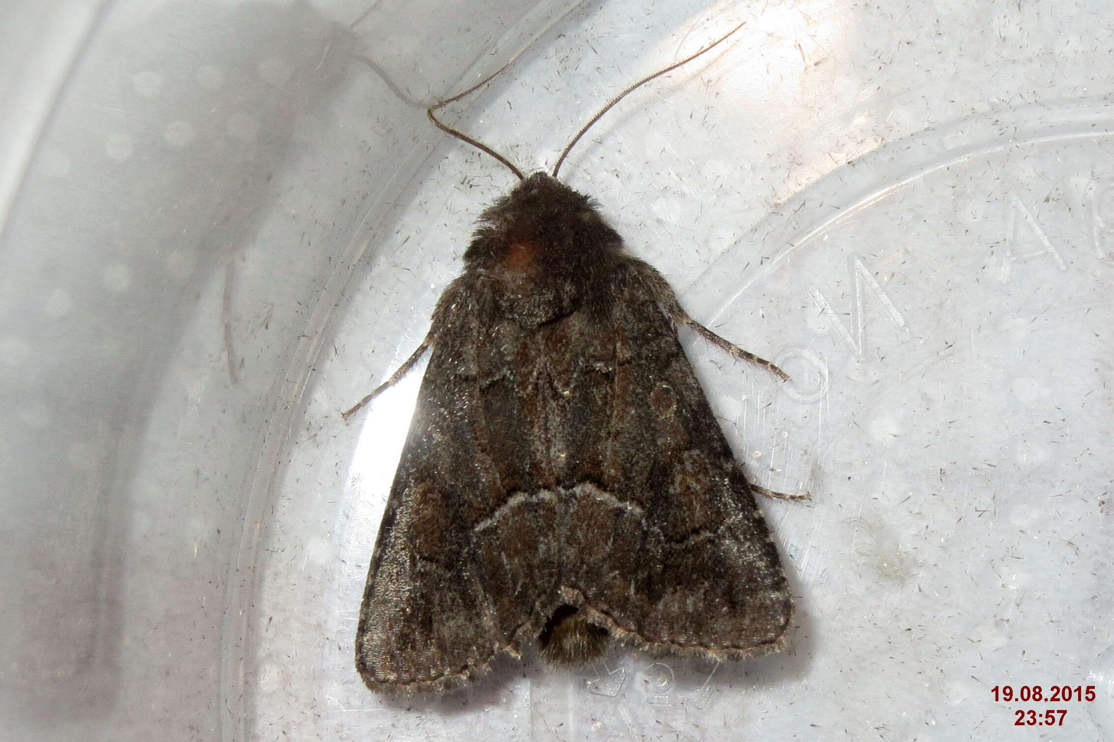 Image of straw underwing