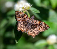 Image of Noctuana diurna Butler 1870