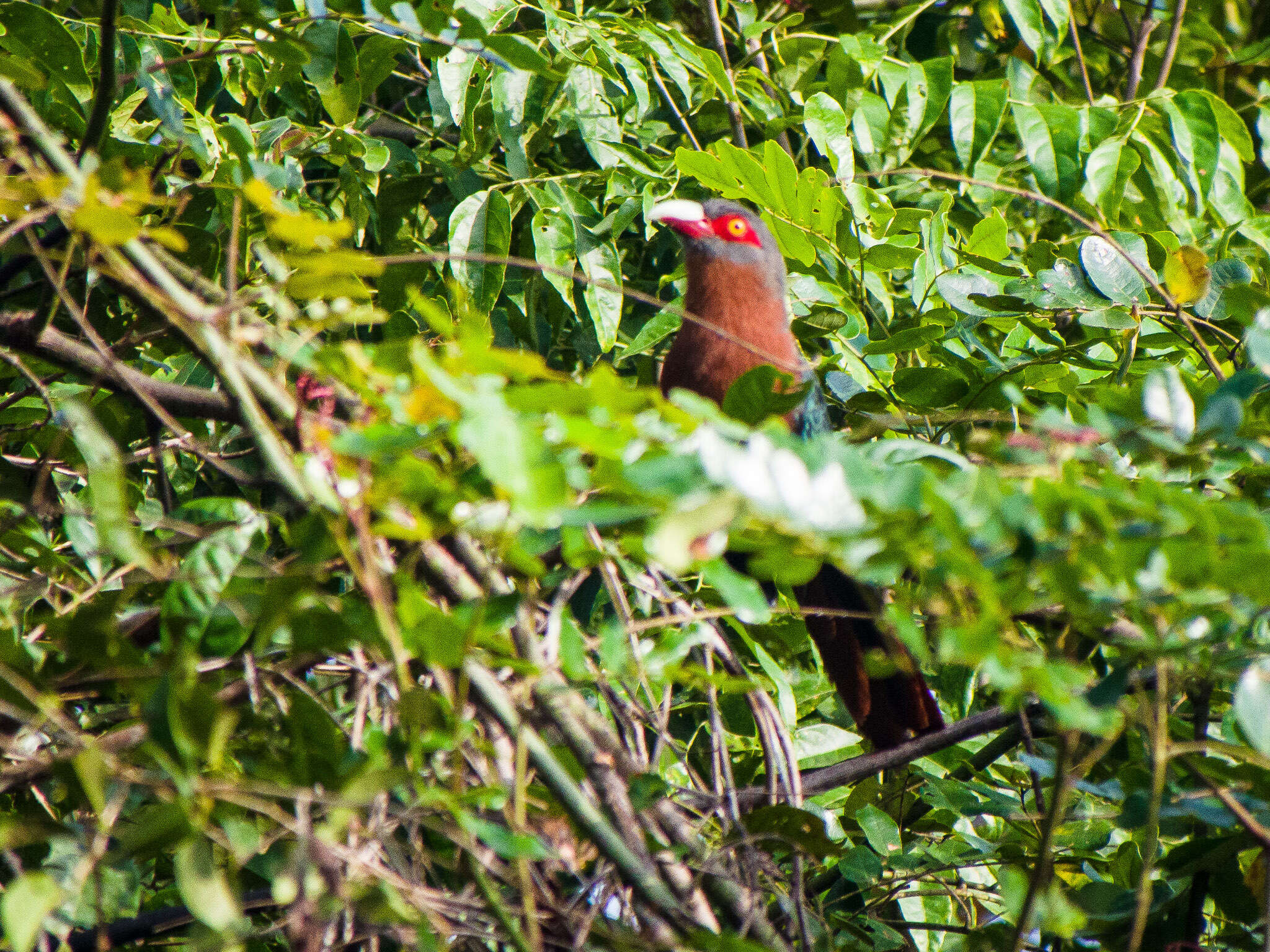 Image of Chestnut-breasted Malkoha