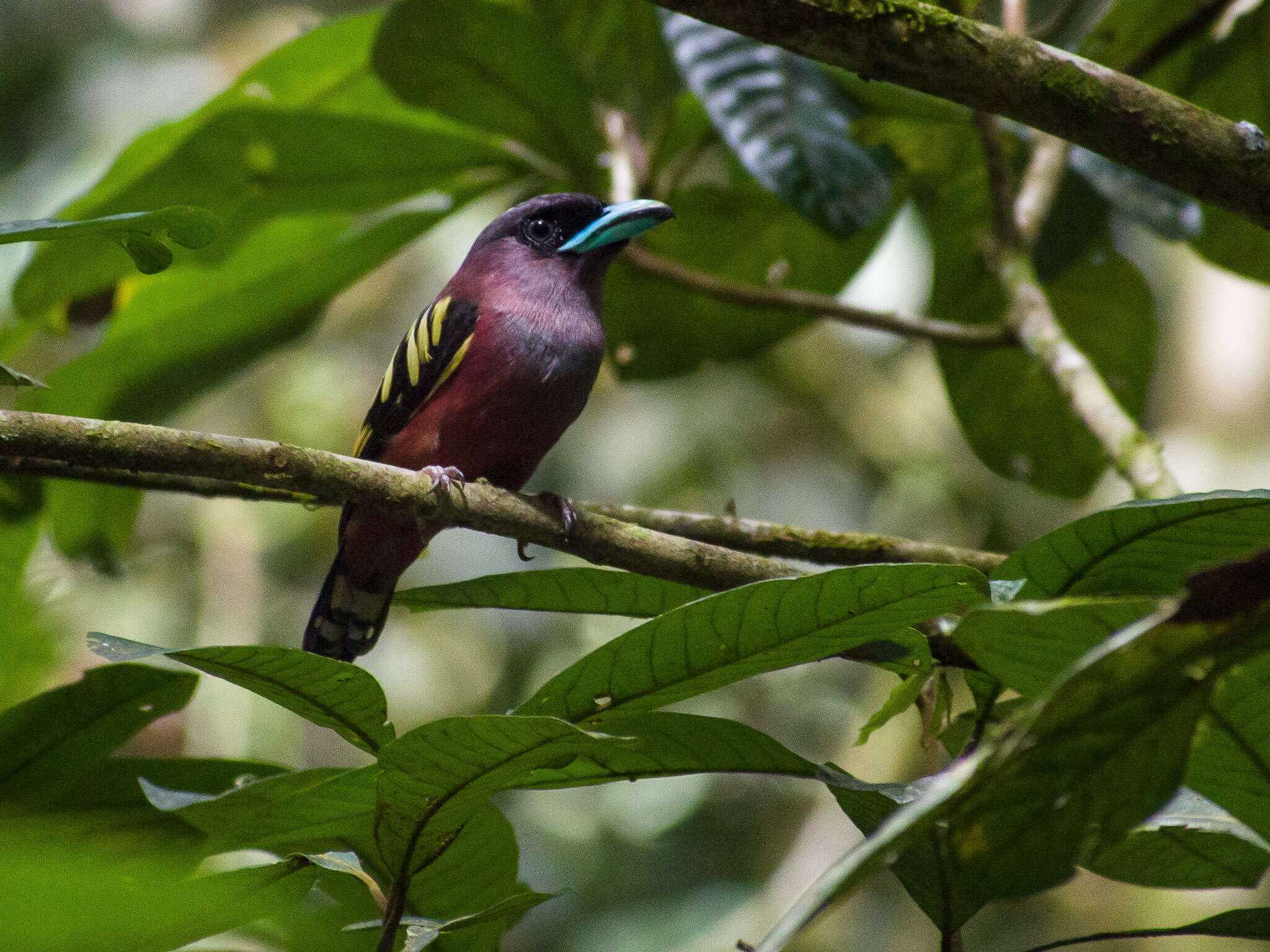 Image of Banded Broadbill