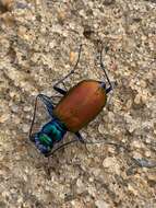 Image of Cicindela (Cicindela) scutellaris scutellaris Say 1823