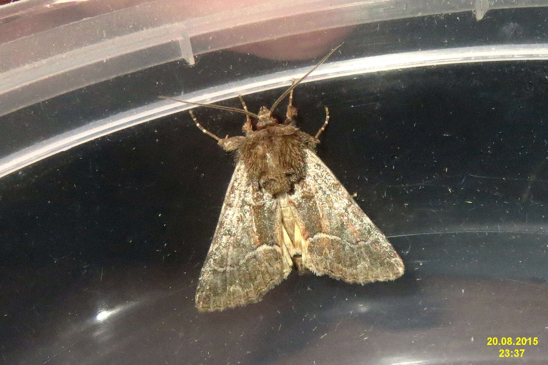 Image of straw underwing