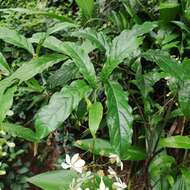 Sivun Clerodendrum laevifolium Blume kuva