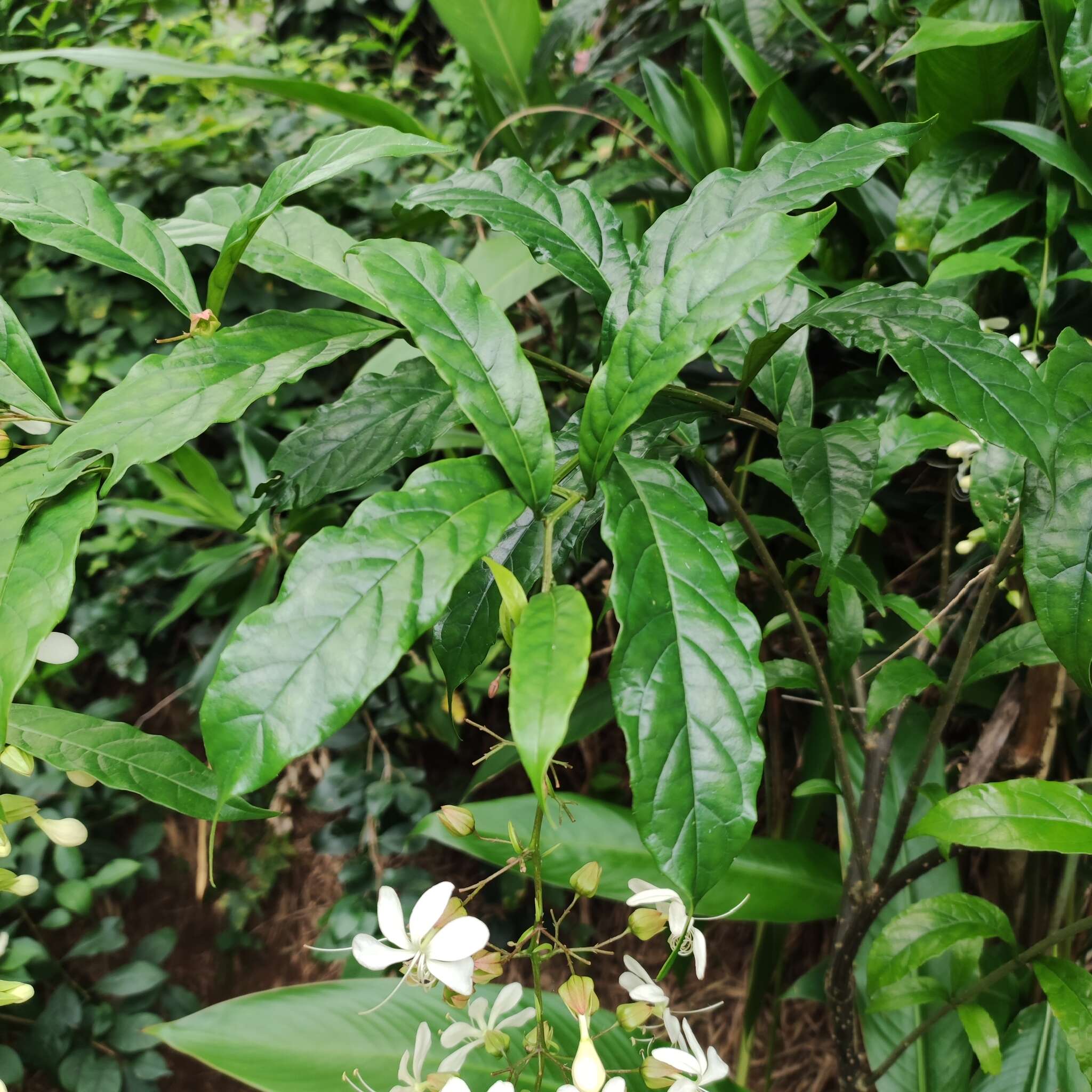 Imagem de Clerodendrum laevifolium Blume