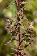 Imagem de Euphrasia scabra R. Br.