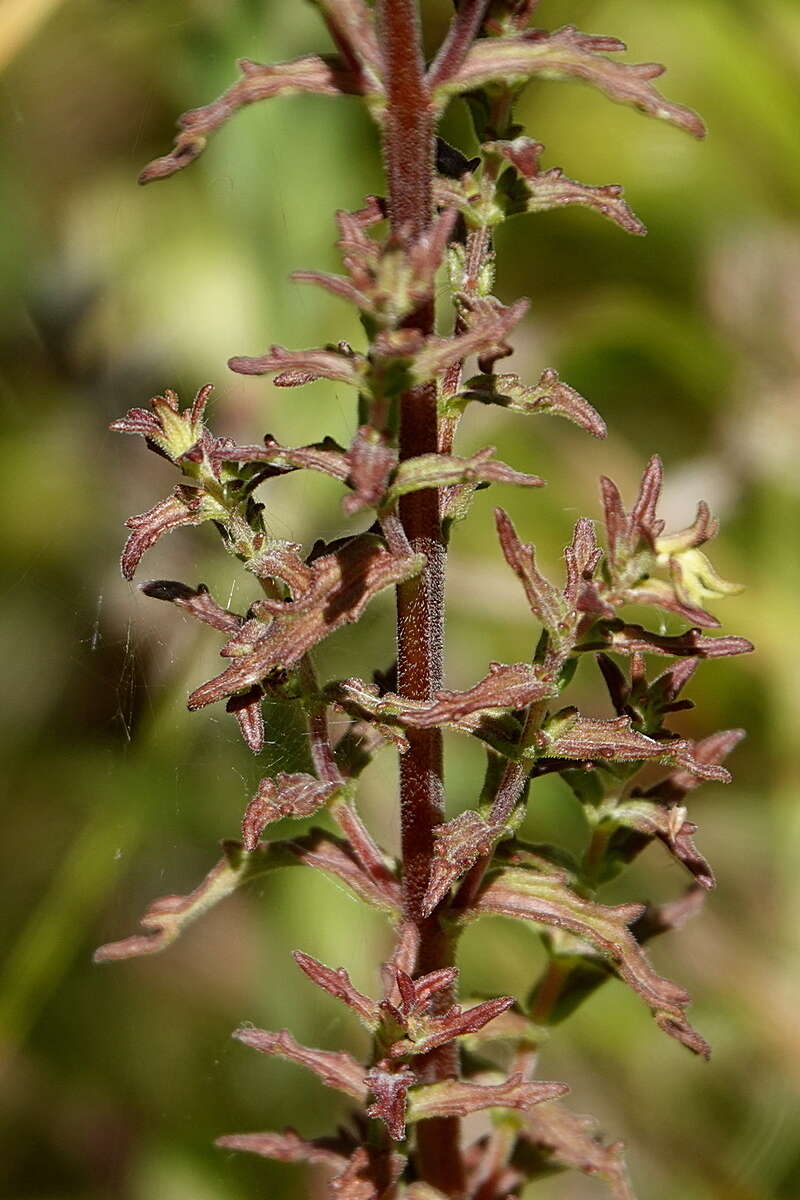 Image of Euphrasia scabra R. Br.