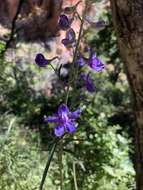 Image of San Bernardino larkspur