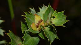 Image of <i>Cliffortia <i>ilicifolia</i></i> var. ilicifolia