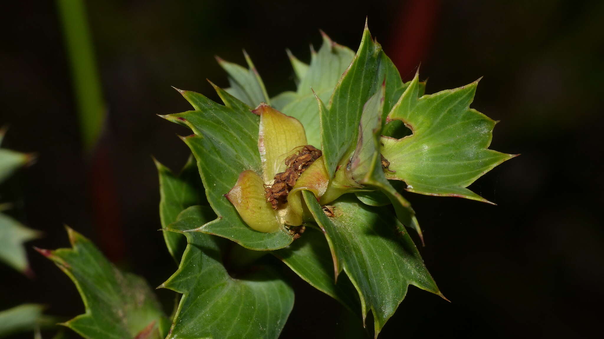 <i>Cliffortia <i>ilicifolia</i></i> var. ilicifolia resmi