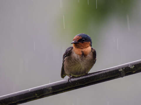 Image of Pacific Swallow