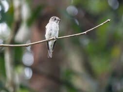 Image of Dark-sided Flycatcher