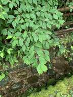 Image of Japanese callicarpa