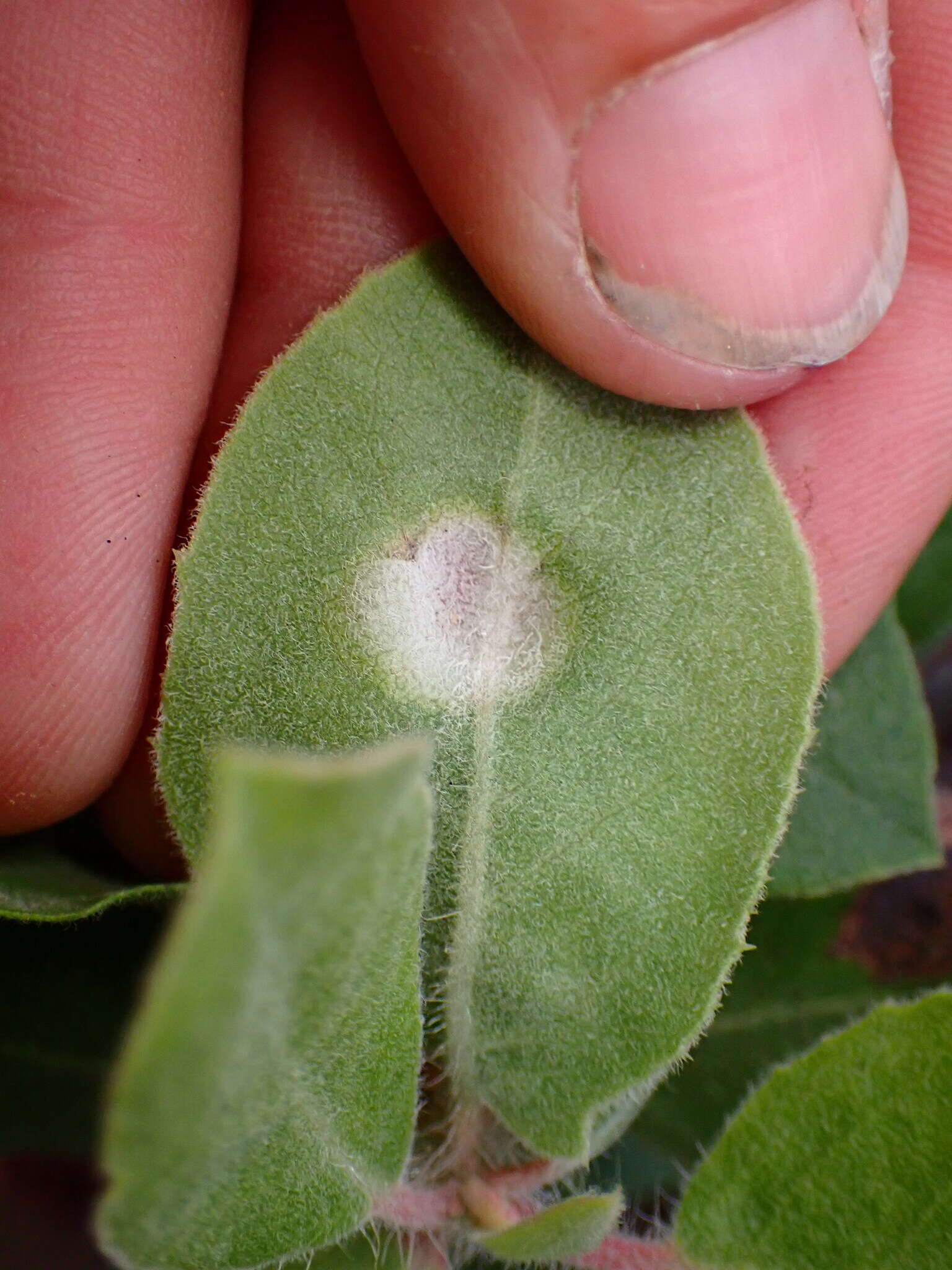 Image of Exobasidium arctostaphyli Harkn. 1884