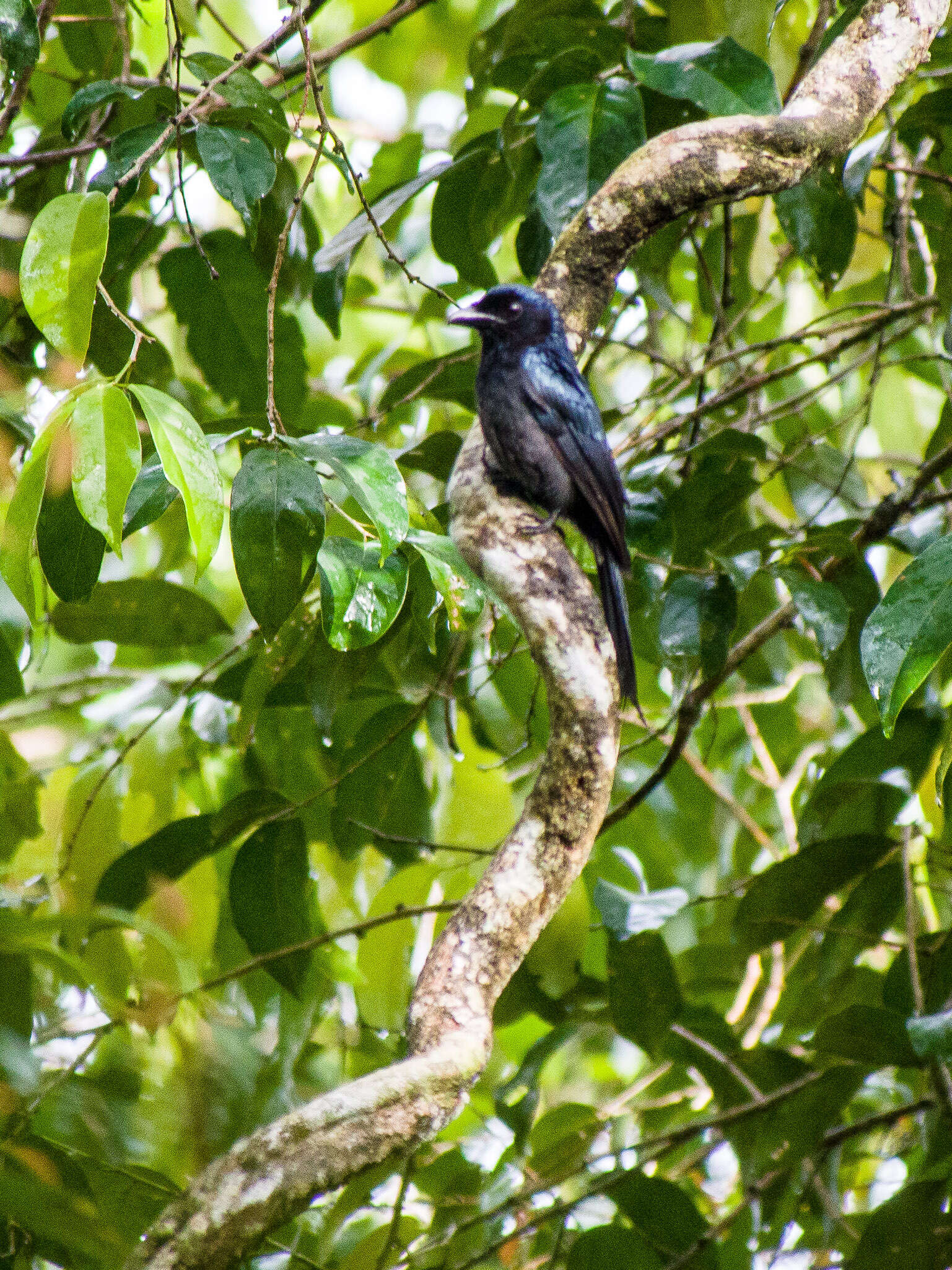 Image de Drongo bronzé