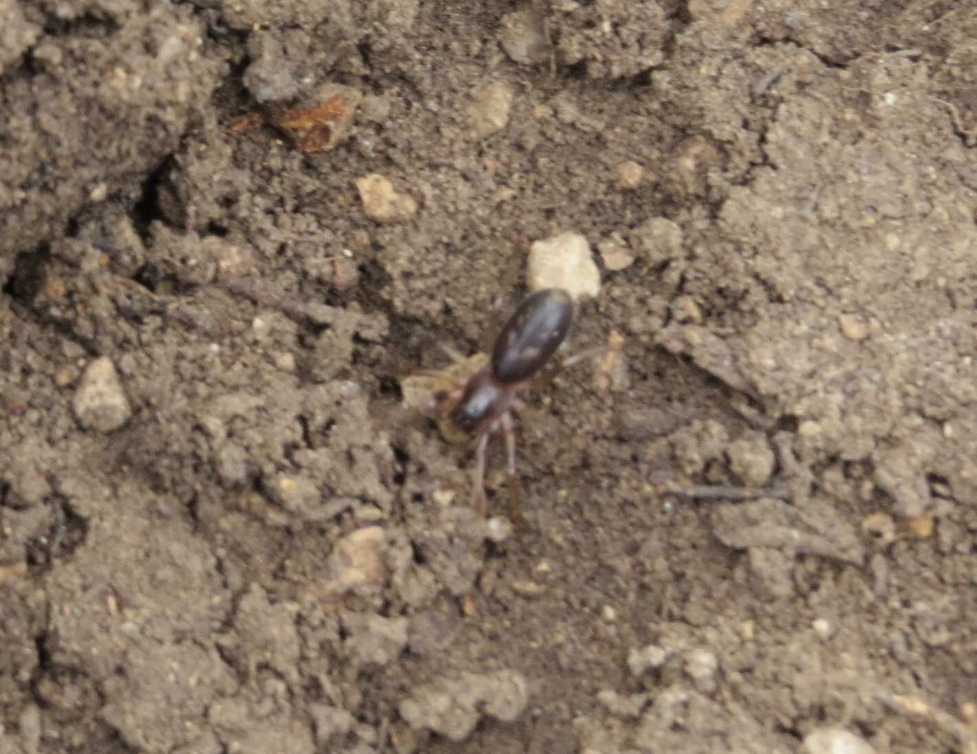 Image of Antmimic spider