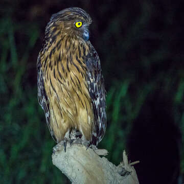 Image of Buffy Fish Owl