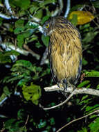 Image of Buffy Fish Owl