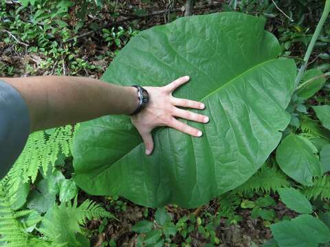 Imagem de Magnolia macrophylla Michx.